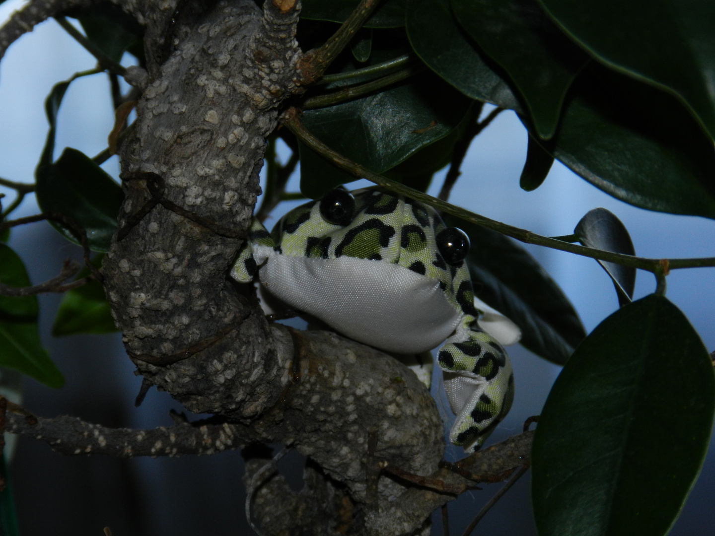 Bonsai-Plüschfrosch