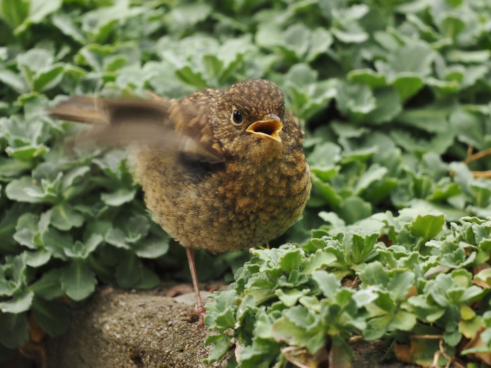 "Bonsai-Robin"