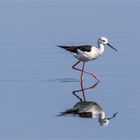 bonsai-storch im storchengang