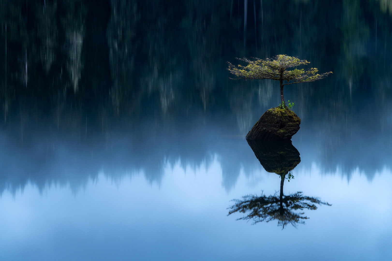 Bonsai Tree