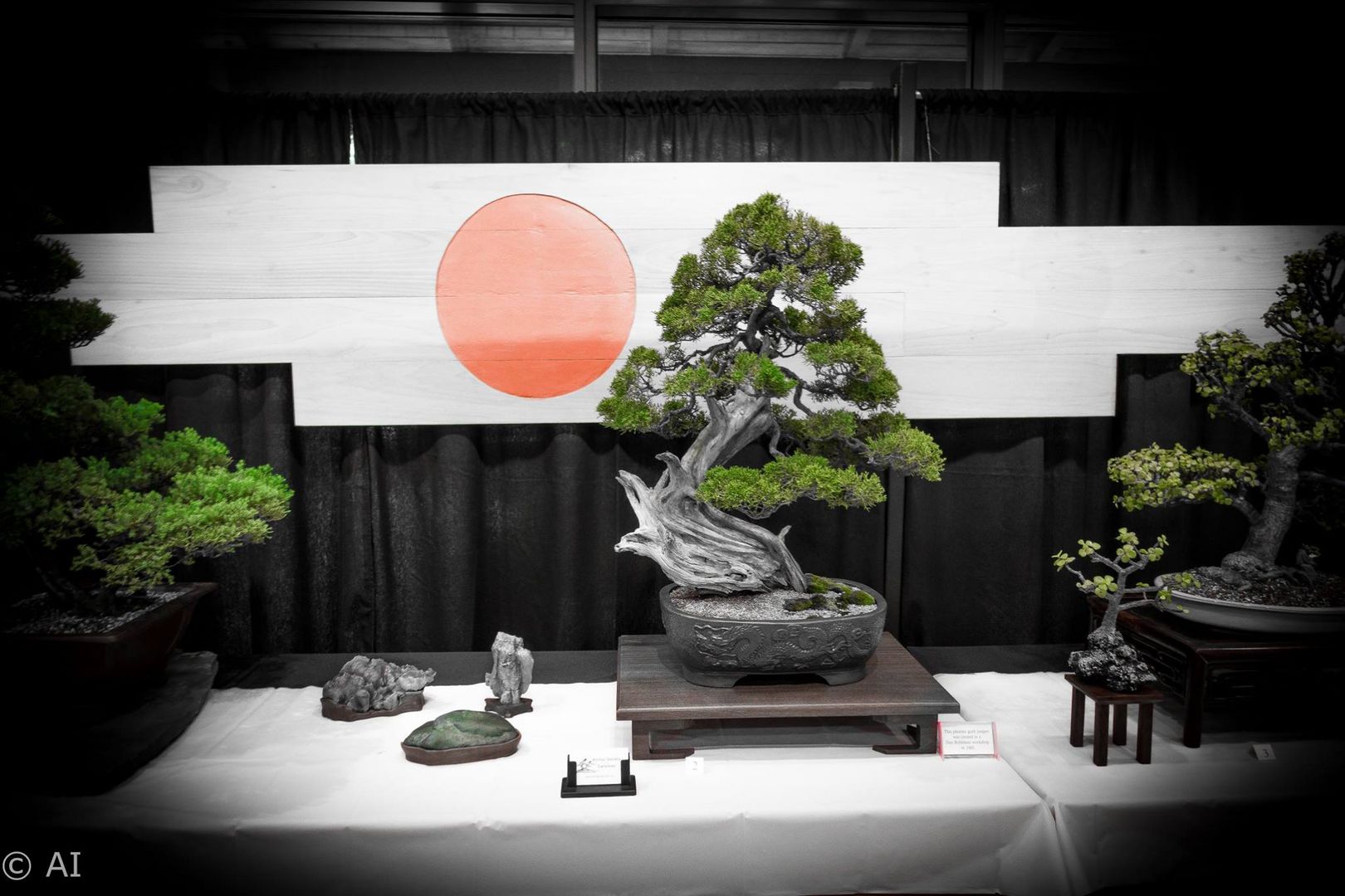 Bonsai Tree