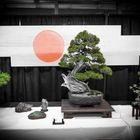 Bonsai Tree