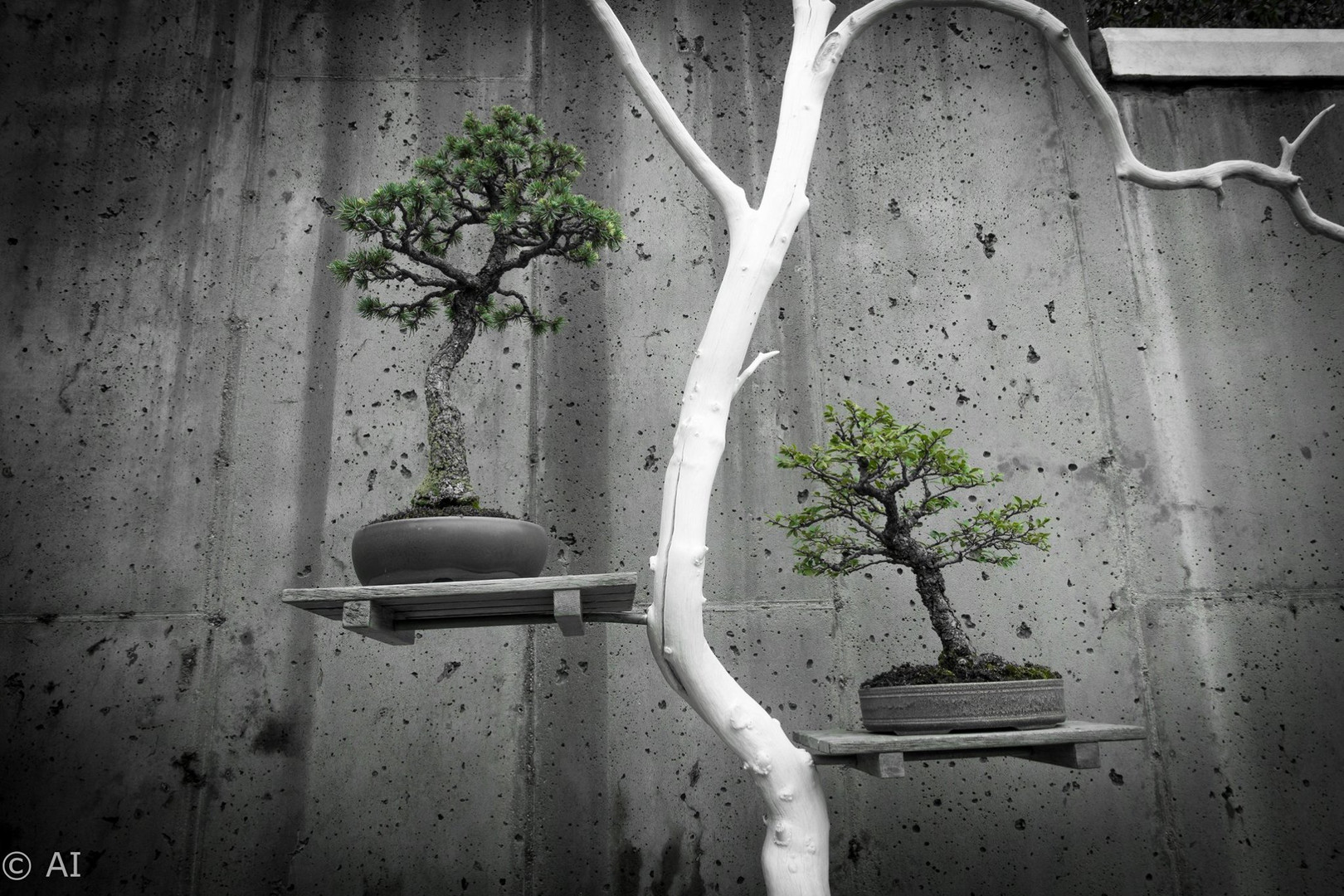 Bonsai Tree