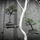 Bonsai Tree