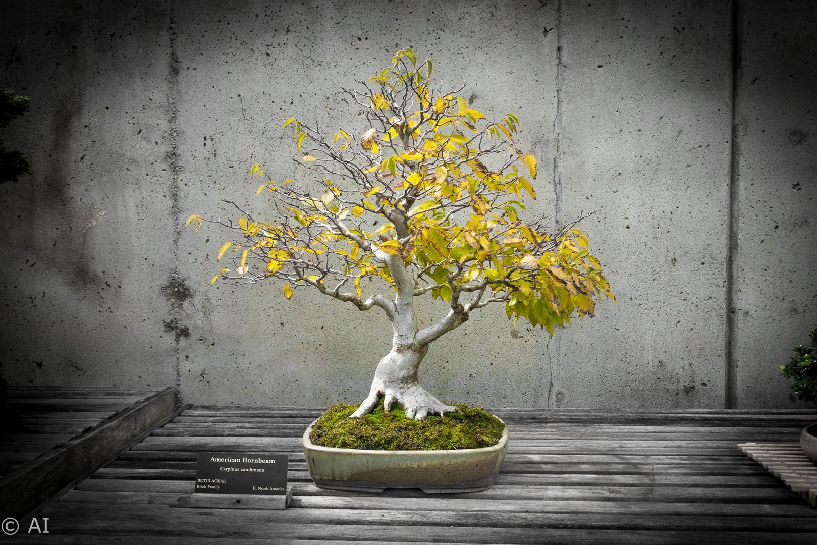 Bonsai Tree