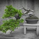 Bonsai Tree