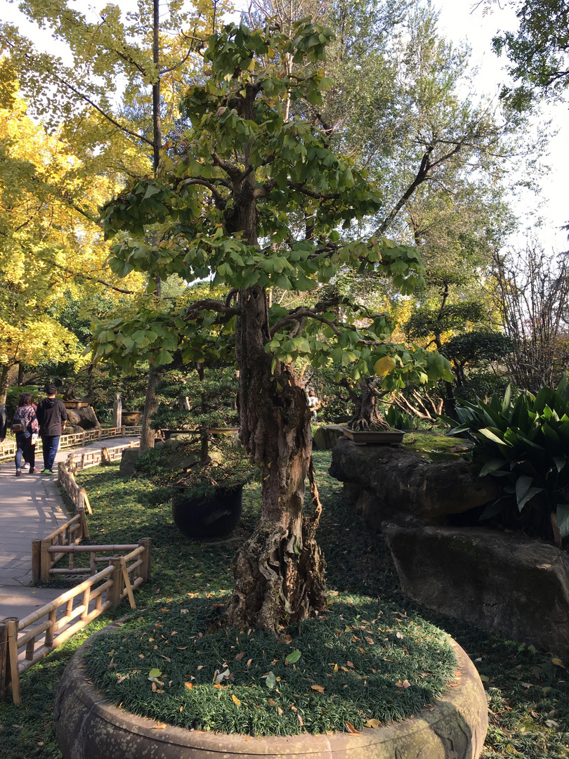 Bonsai  (V)  Ginko