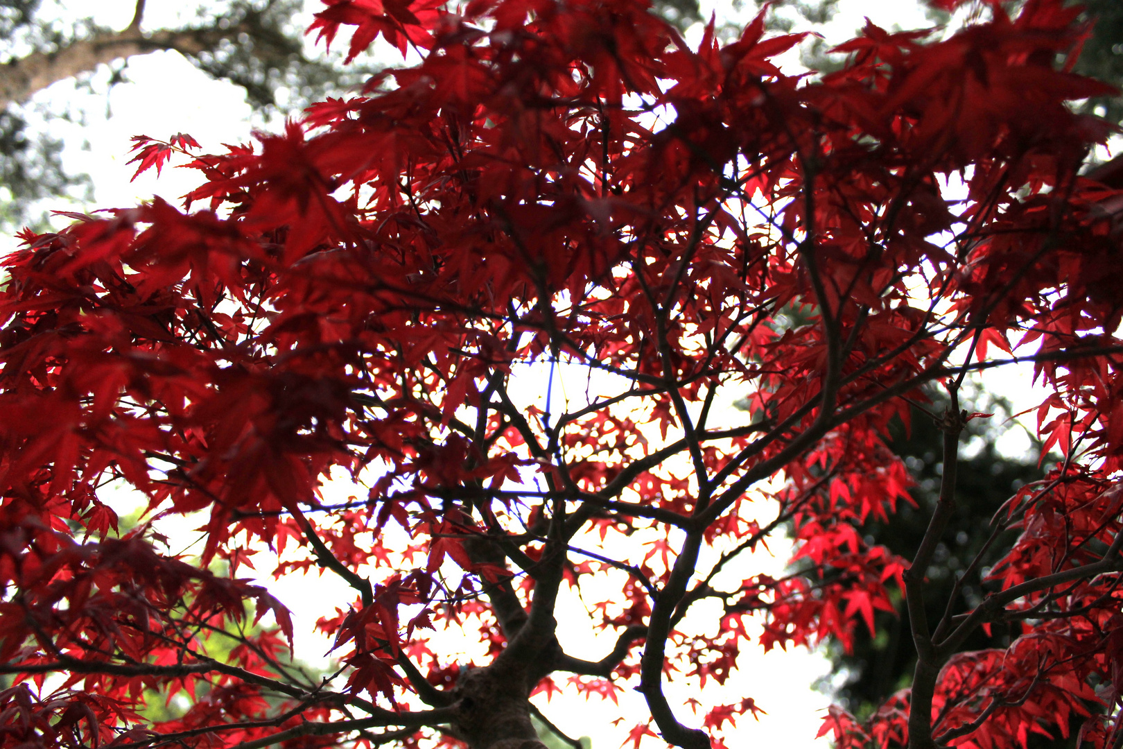 Bonsai von unten