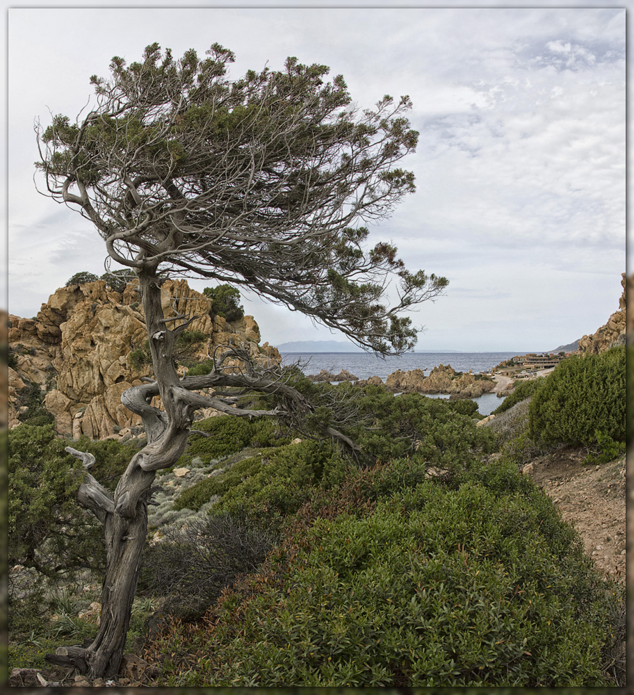 Bonsai - von Wind und Wetter gestaltet