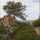 Bonsai - von Wind und Wetter gestaltet