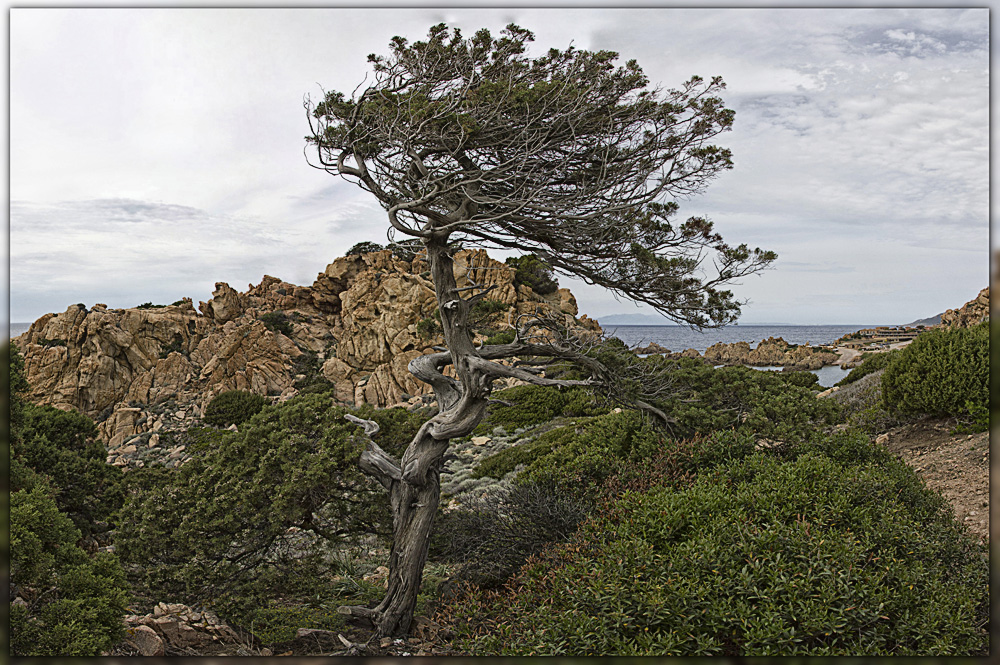 Bonsai - von Wind und Wetter gestaltet --- die 2te