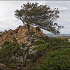 Bonsai - von Wind und Wetter gestaltet --- die 2te