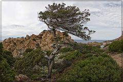 Bonsai - von Wind und Wetter gestaltet --- die 2te