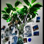 Bonsai (zu hell, weil der monitor zu dunkel war)