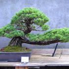 Bonsai/3