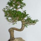 Bonsaibaum "Junischnee"