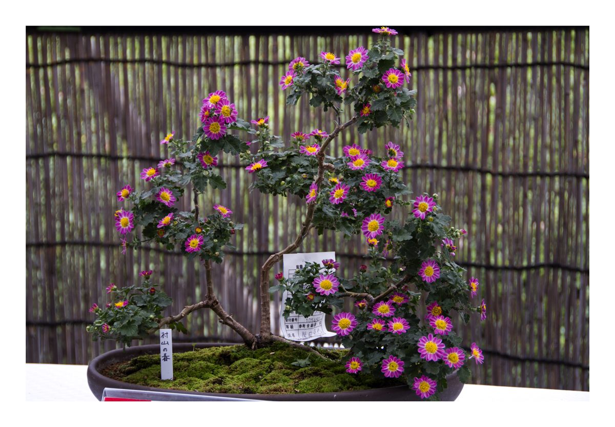 Bonsai[Chrysanthemum]