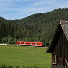 BonsaiQuietschie im Schwarzwald