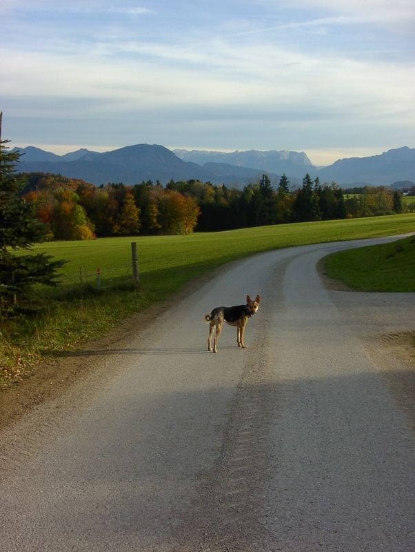 Bonsaischäferhund im Salzkammergut