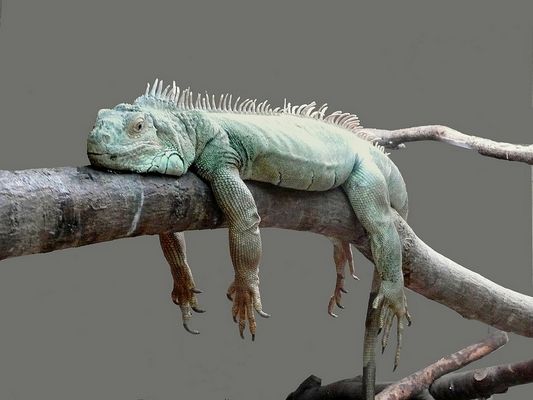 bonsoir à toutes et tous, je suis fatigué !!!!!