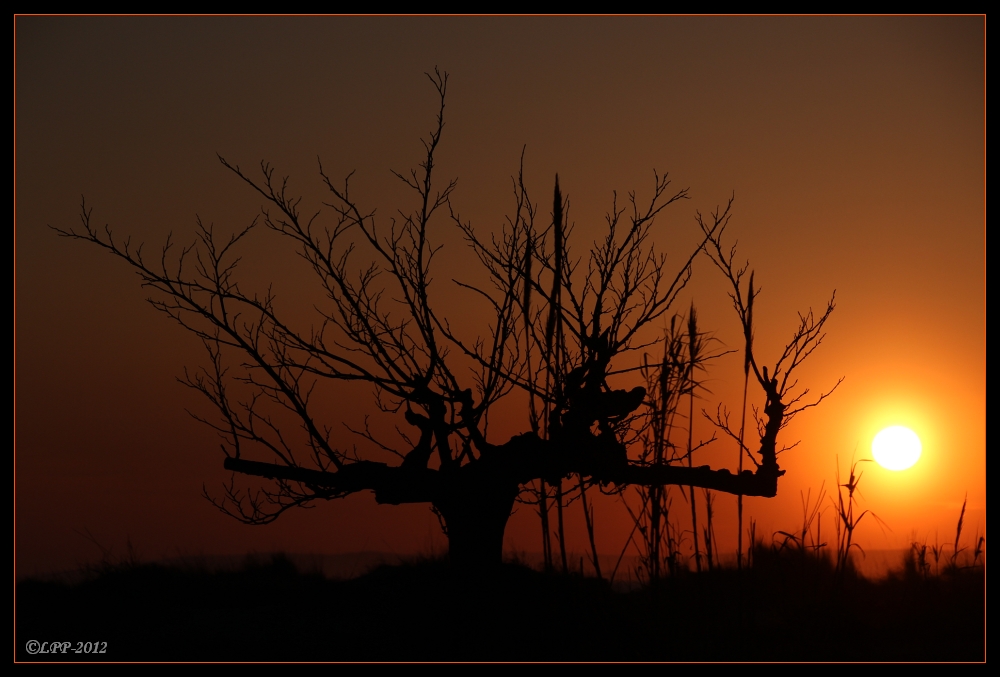 ... bonsoir arbre - bonsoir Camargue ...