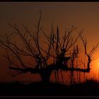 ... bonsoir arbre - bonsoir Camargue ...