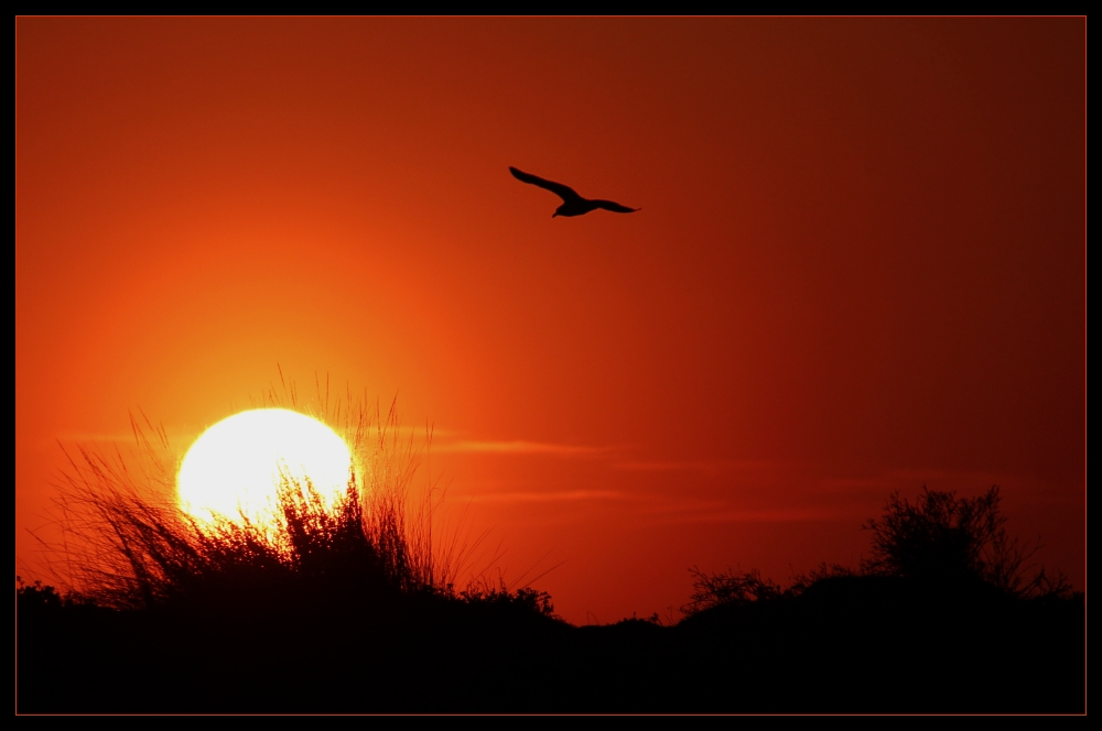 ... bonsoir Camargue - mon grand amour ...