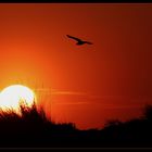 ... bonsoir Camargue - mon grand amour ...