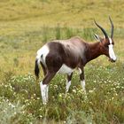 Bontebock oder Blessbock (Damaliscus dorca dorcas)      ..DSC_4415