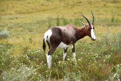 Bontebock oder Blessbock (Damaliscus dorca dorcas)      ..DSC_4415