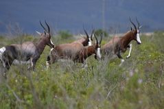 Bontebok