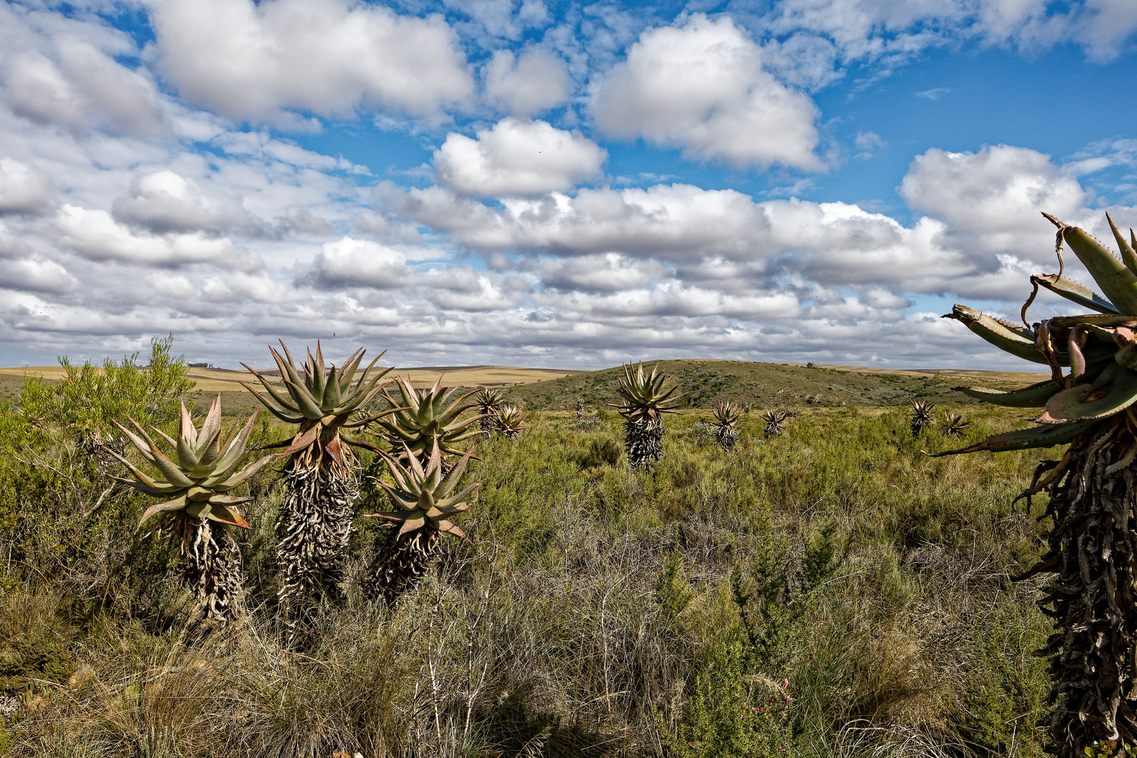 Bontebok Nationalpark