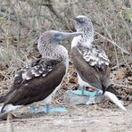 Booby couple