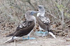 Booby couple