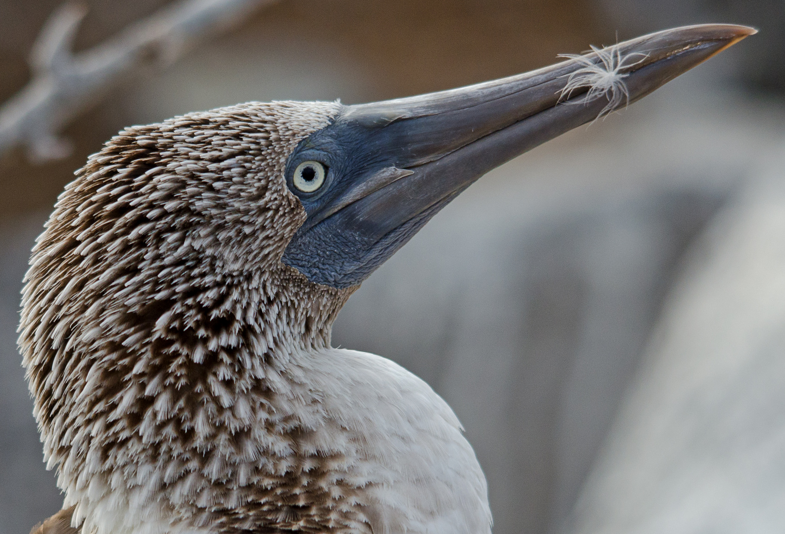 Booby Watch