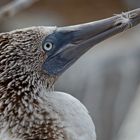 Booby Watch