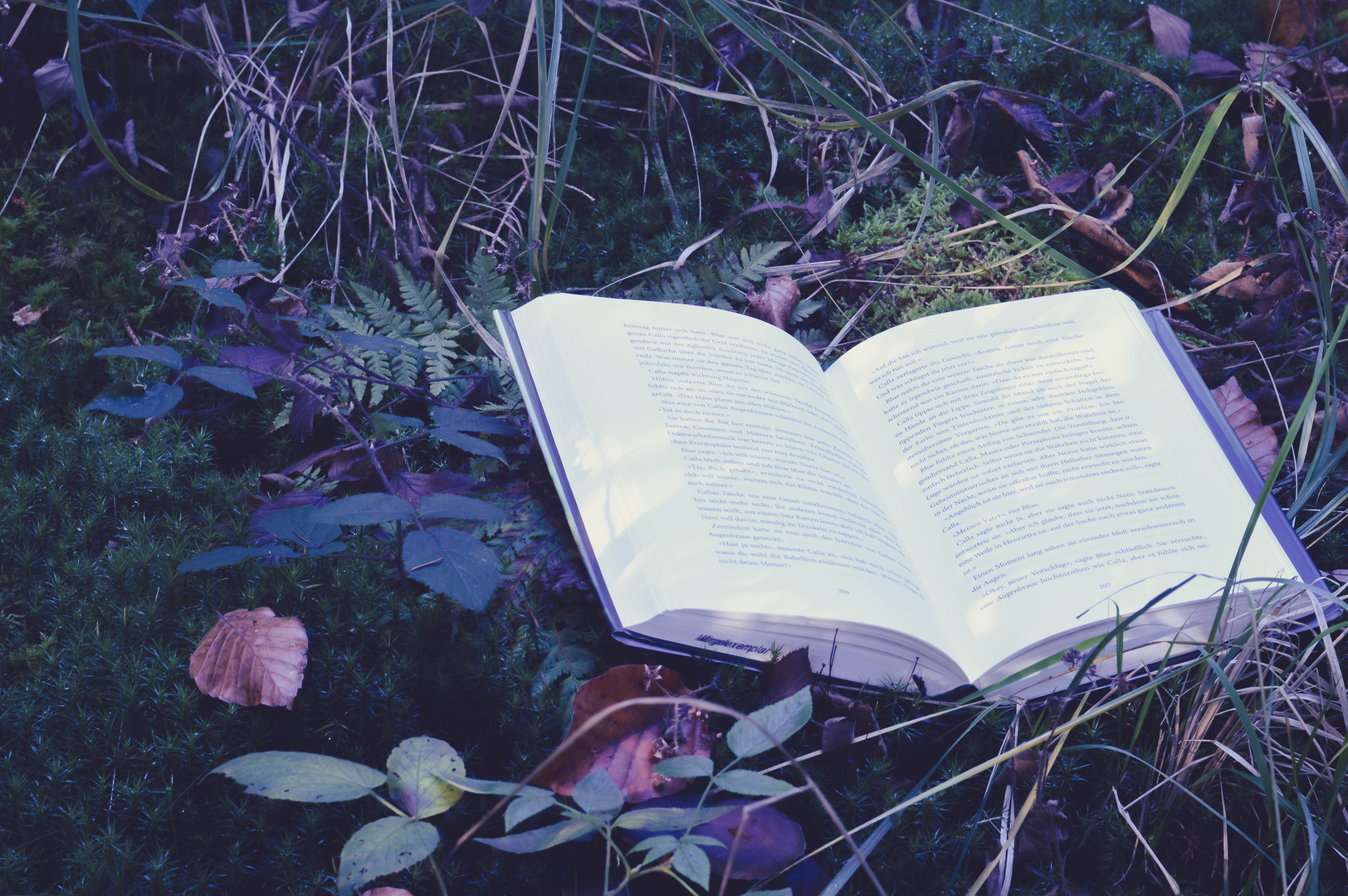 Book in the woods II