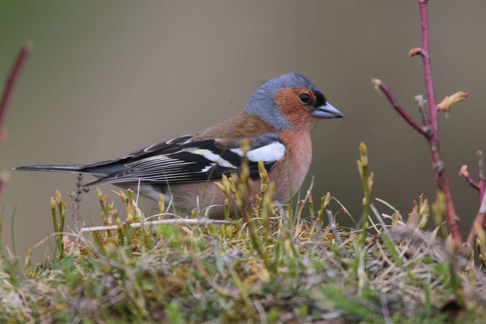 Bookfinch...