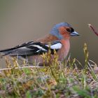 Bookfinch...