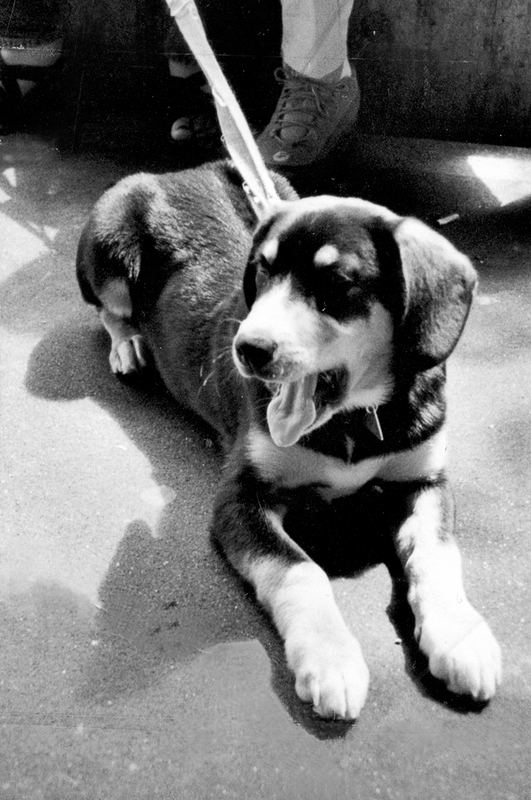 Boomer am Flughafen in Zürich