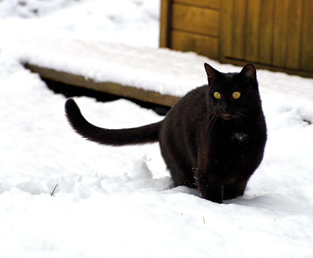 Boomer im Schnee