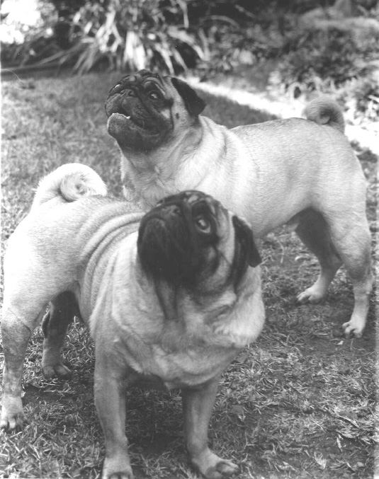 Boomer & Maxie
