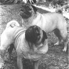 Boomer & Maxie
