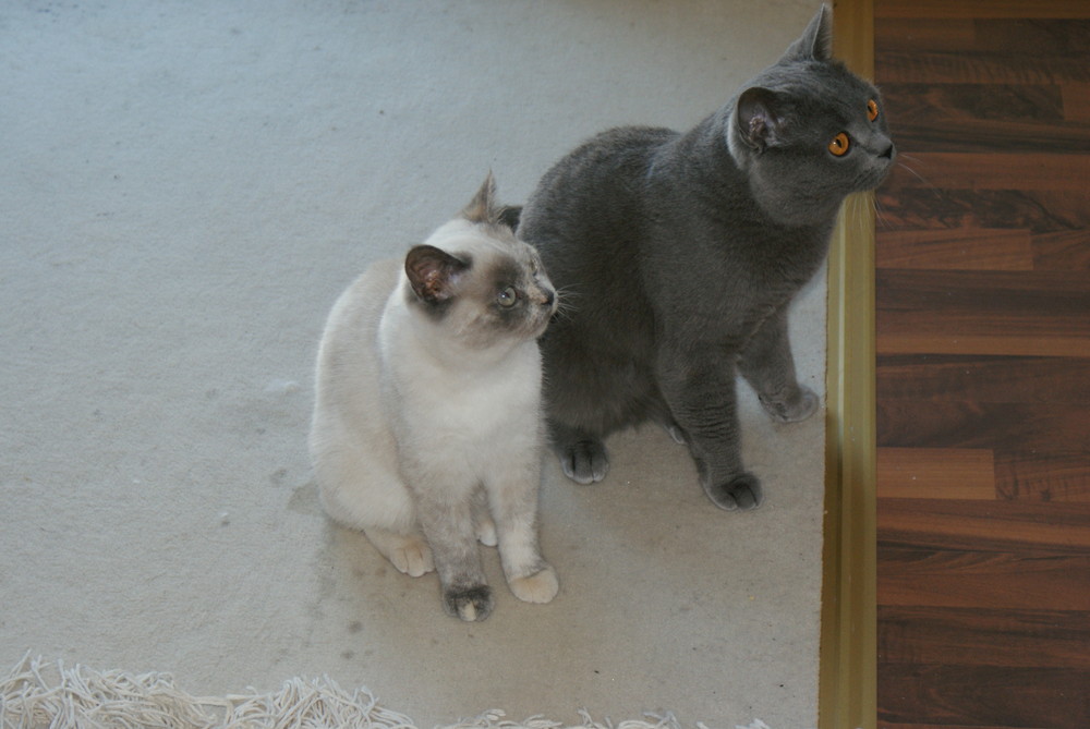 Boomer und Frau Lange