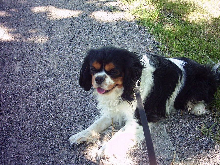 Boomer vom grauen Granit - Cavalier King Charles Spaniel