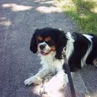 Boomer vom grauen Granit - Cavalier King Charles Spaniel