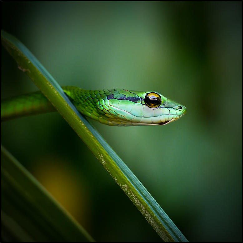 Boomslang Foto & Bild tiere, wildlife, amphibien & reptilien Bilder