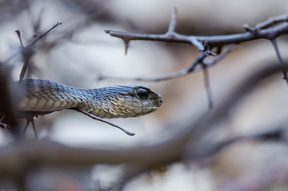 Boomslang