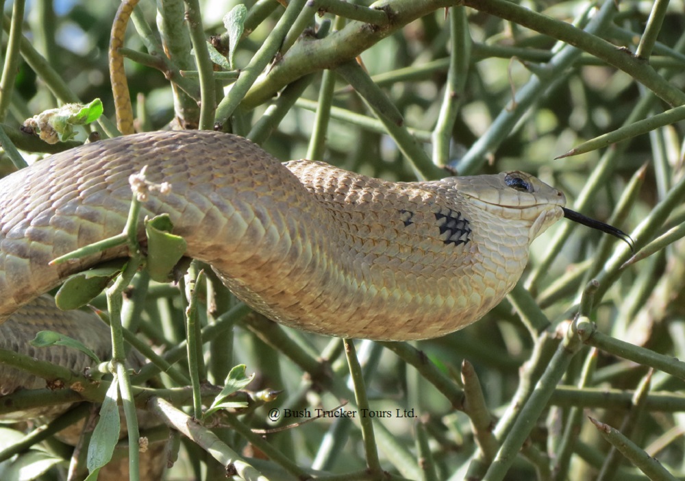 Boomslang female