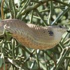 Boomslang female